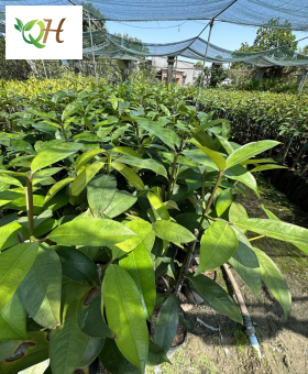 Cây măng cụt