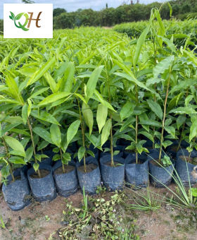 Cây Trầm Hương
